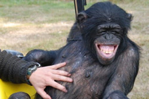 Chimpanze pour un tournage dans toute la France