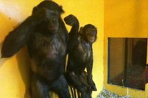 Chimpanzés et singes dans toute la France