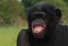 Chimpanze pour un évènement dans toute la France