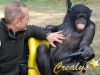 Singe dressé pour un tournage dans toute la France